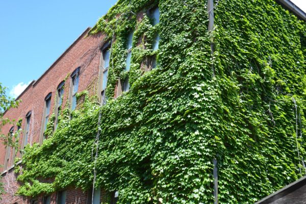 Parthenocissus tricuspidata - Habit