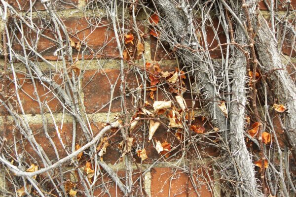 Parthenocissus tricuspidata - Bark and Old Foliage