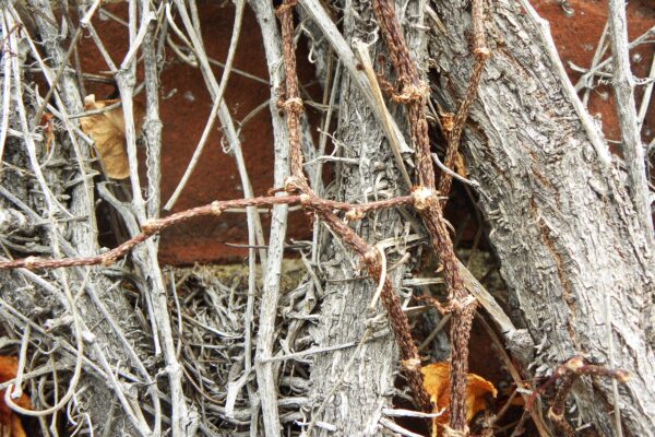 Parthenocissus tricuspidata - Bark and Buds