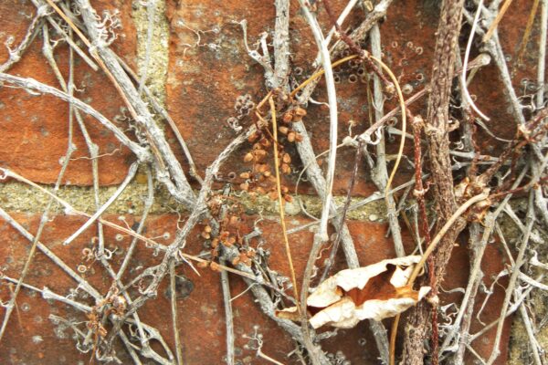 Parthenocissus tricuspidata - Winter Vines