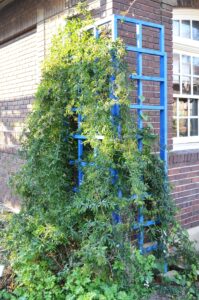 Passiflora caerulea - Vine Habit