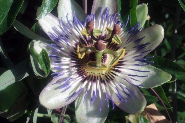 Passiflora caerulea - Flower