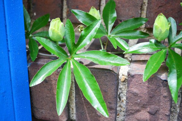Passiflora caerulea - Flower Buds and Foliage