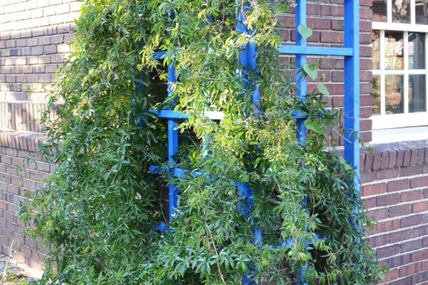 Passiflora caerulea - Vine Habit