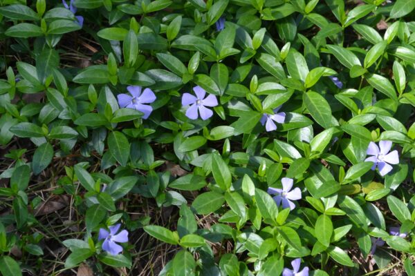 Vinca minor - Foliage and Flowers