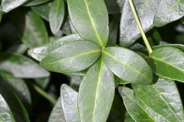 Vinca minor - Foliage