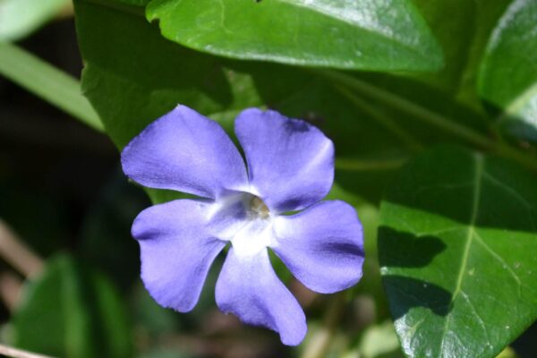 Vinca minor - Flower