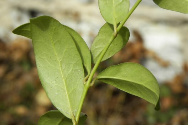 Vinca minor - Foliage and Buds