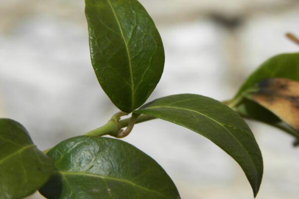 Vinca minor - Buds and Foliage