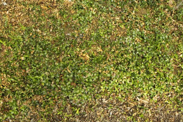 Vinca minor - Winter Habit