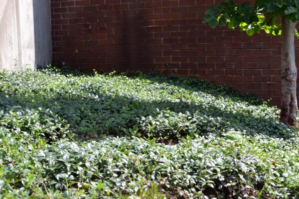 Vinca minor - Groundcover Habit