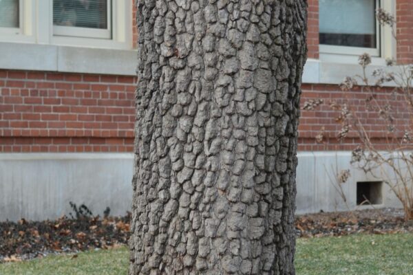 Diospyros virginiana - Bark