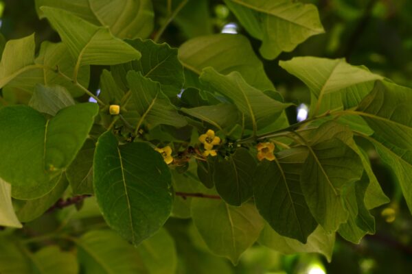 Diospyros virginiana - Flowers and Foliage