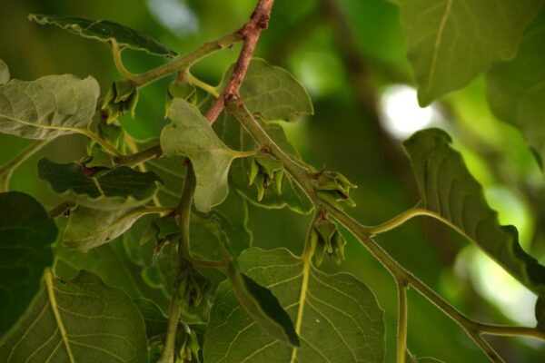 Diospyros virginiana - Old Flowers and Foliage