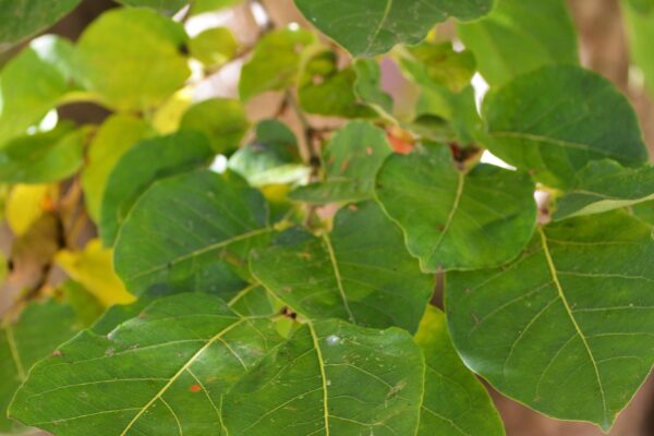 Diospyros virginiana - Foliage