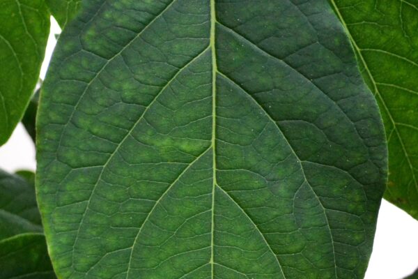Diospyros virginiana - Leaf
