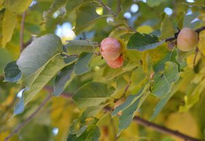 Diospyros virginiana - Fruit