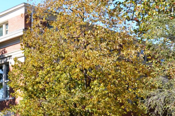 Diospyros virginiana - Fall Color