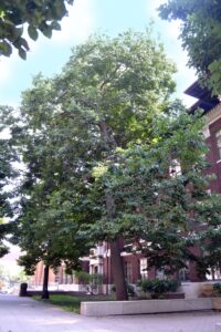 Diospyros virginiana - Overall Habit