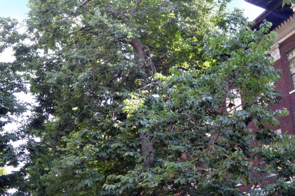 Diospyros virginiana - Overall Habit
