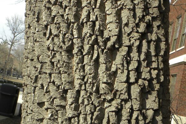 Diospyros virginiana - Bark