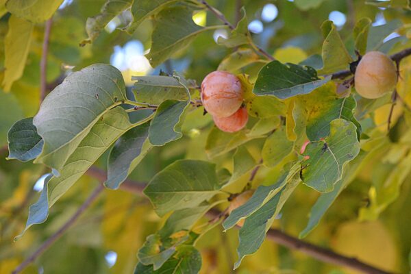 Diospyros virginiana - Fruit