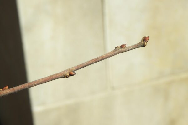 Diospyros virginiana - Buds