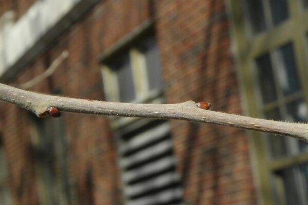 Diospyros virginiana - Buds