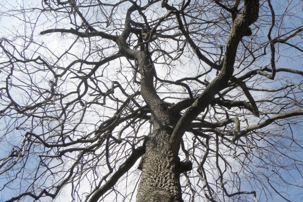 Diospyros virginiana - Winter Canopy