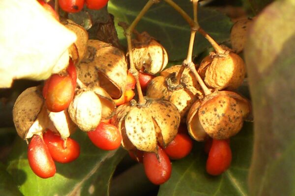 Euonymus fortunei - Mature Fruit