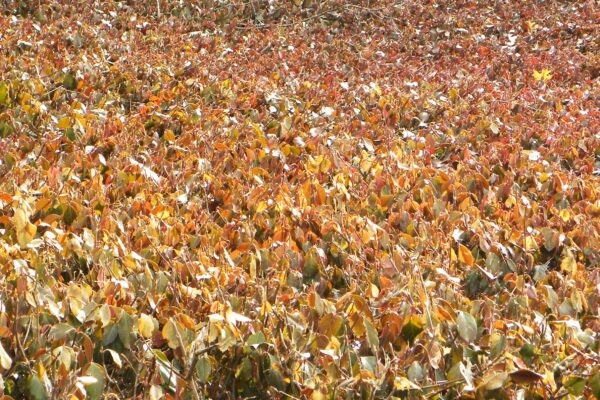 Euonymus fortunei - Groundcover in Late Winter After Mowing