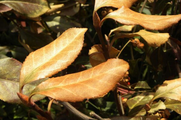 Euonymus fortunei - Foliage in Late Winter