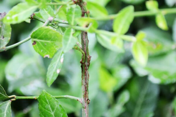 Euonymus fortunei - Stem