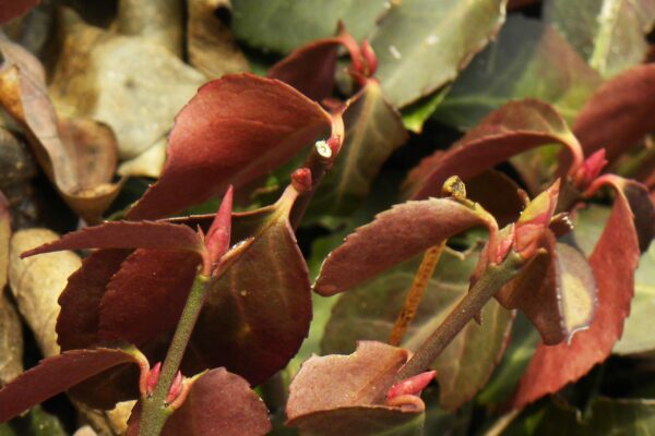 Euonymus fortunei - Buds & Foliage in Winter