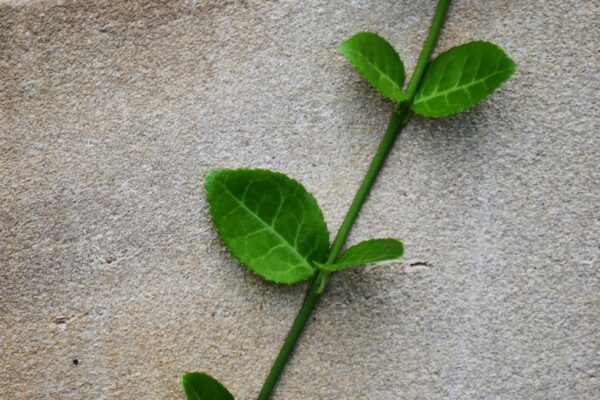 Euonymus fortunei - Leaves