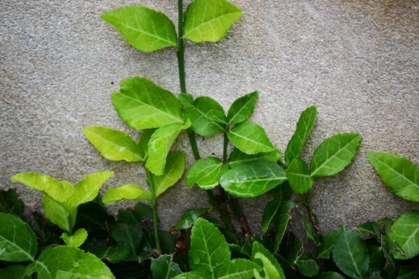 Euonymus fortunei - Foliage