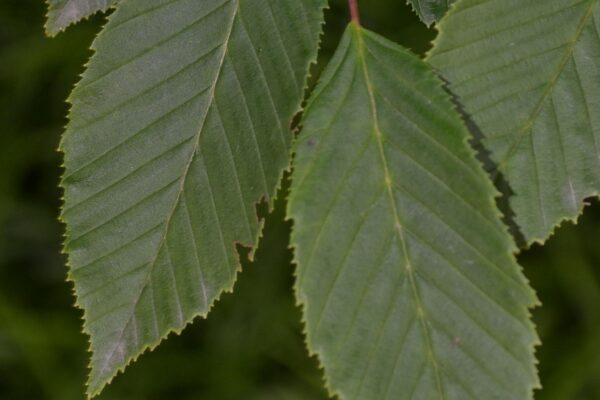 Carpinus betulus ′Columnaris′ - Leaf