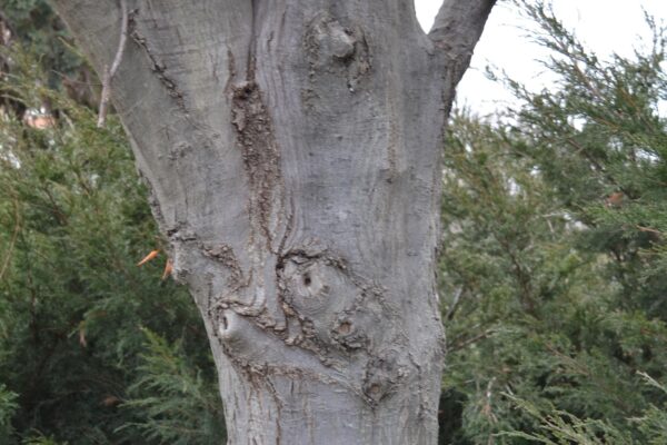 Carpinus betulus ′Columnaris′ - Bark