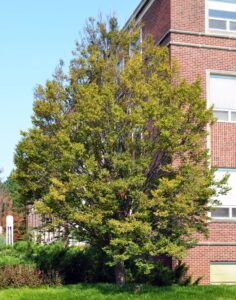 Carpinus betulus ′Columnaris′ - Overall Tree in Summer