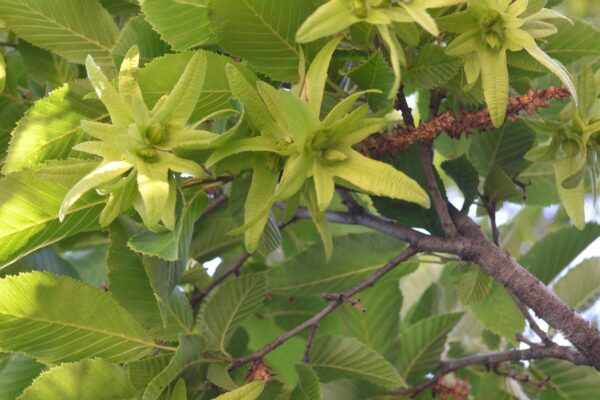 Carpinus betulus ′Columnaris′ - Fruit and Flower