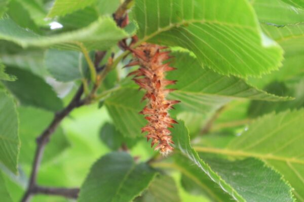 Carpinus betulus ′Columnaris′ - Flower