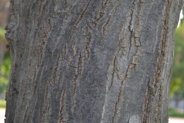 Carpinus betulus ′Columnaris′ - Bark