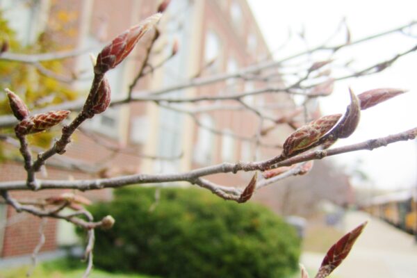 Carpinus betulus ′Columnaris′ - Buds