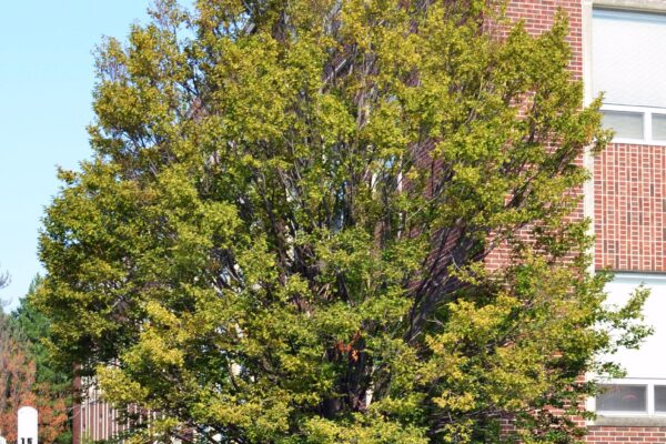 Carpinus betulus ′Columnaris′ - Overall Tree in Summer