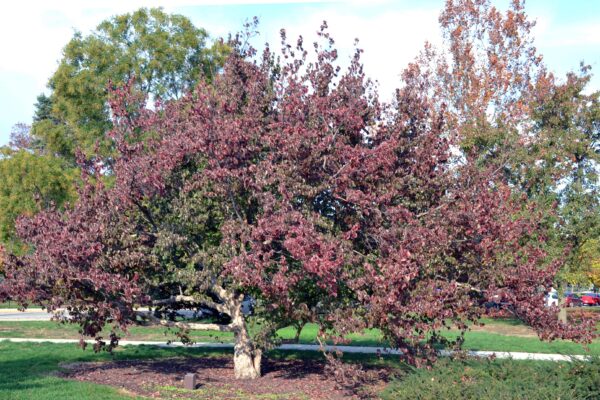 Cornus officinalis - Overall Tree in Fall
