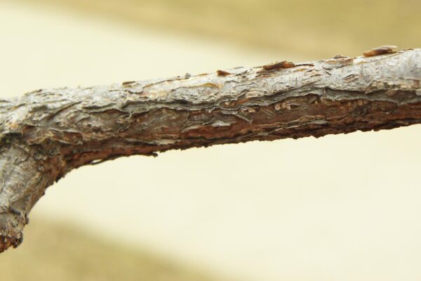 Cornus officinalis - Twig Bark