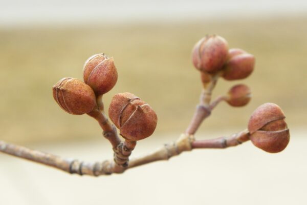 Cornus officinalis - Buds