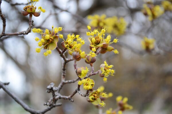 Cornus officinalis - Flowers