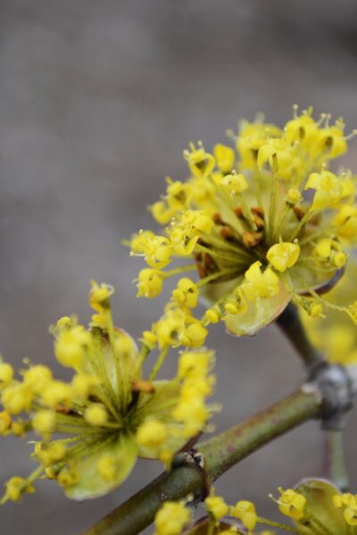 <i>Cornus officinalis</i> - Flowers