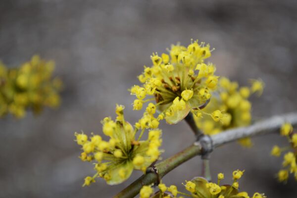Cornus officinalis - Flowers